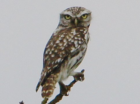 2017_05_31__Steinkauz__ Nauheim_(Foto_Boy).jpg